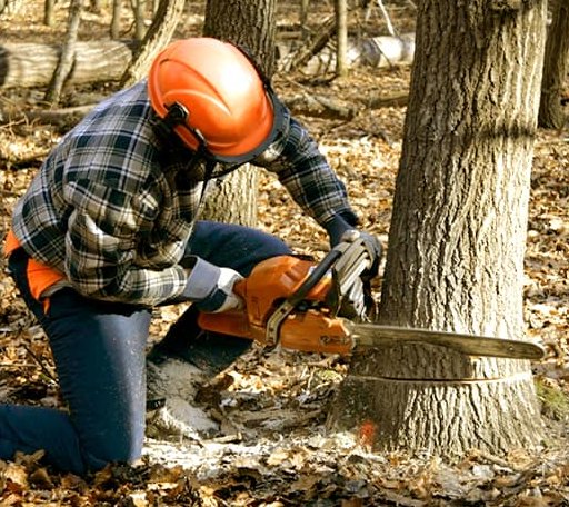 Tree Removal in Rockbridge Baths, VA